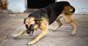 Ilustrasi anjing rabies yang menyebabkan bocah asal Indonesia meninggal di Sarawak (ilustrasi by UKAS)
