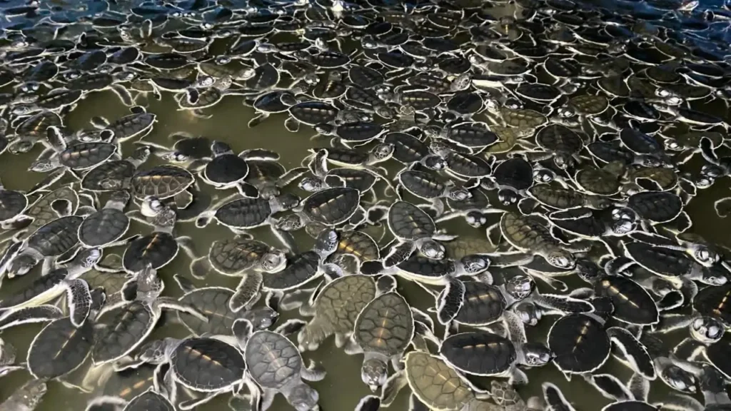 Ribuan tukik dilepasliarkan di Pantai Tanjung Api Paloh oleh Pokmaswas Kambau Borneo bersama masyarakat dan Yayasan Sealife Indonesia