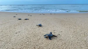 Ribuan tukik dilepasliarkan di Pantai Tanjung Api Paloh oleh Pokmaswas Kambau Borneo bersama masyarakat dan Yayasan Sealife Indonesia