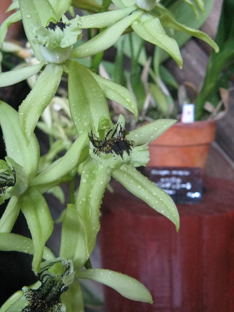 Anggrek Hitam, puspa langka khas Kalimantan Barat, menjadi simbol keindahan sekaligus pengingat pentingnya menjaga kekayaan hayati nusantara. (KENPEI's photo)