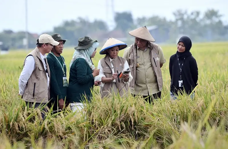 Menteri Komunikasi dan Digital Meutya Hafid meninjau panen padi dalam kegiatan Panen Tani Digital di Kabupaten Sragen, Jawa Tengah. (dok. Komdigi)