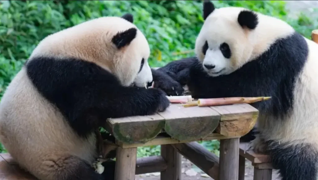 Sepasang Panda Raksasa Chen Xing dan Xiao Yue akan tiba di Zoo Negara Malaysia untuk program konservasi, (sinchew.com.my)