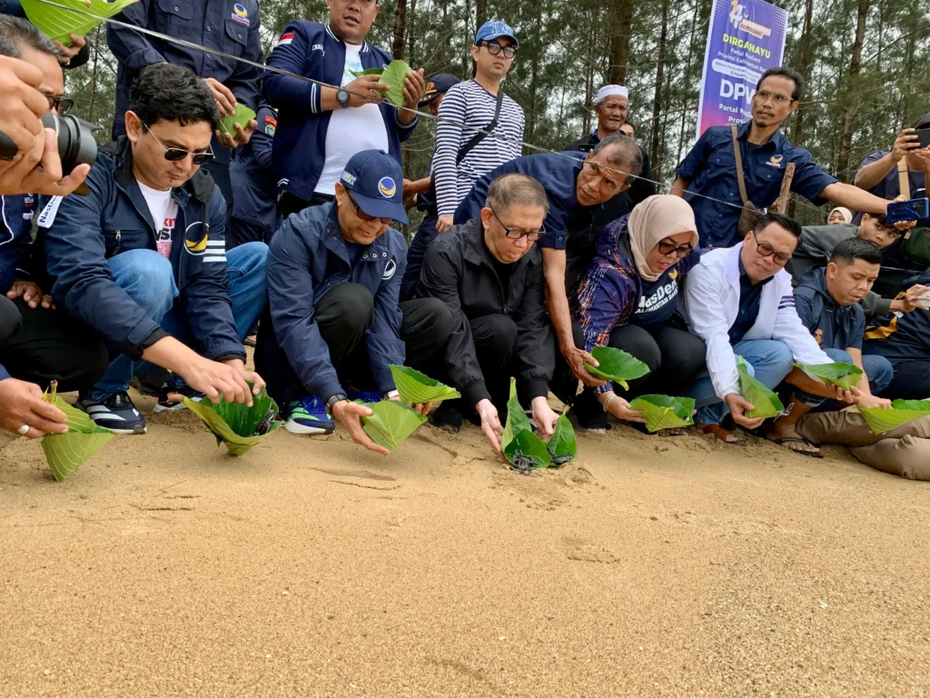 Para kader Nasdem bersama masyarakat pesisir melepaskan ribuan tukik di Pantai Tanjung Api, Paloh, Sabtu (15/11). (Istimewa)