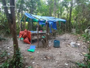 Polisi Sarawak saat menggerebek tempat persembunyian pecandu narkoba di kawasan hutan Bintangor