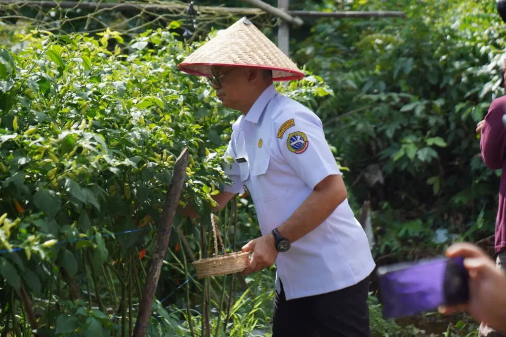 Wali Kota Pontianak Edi Rusdi Kamtono memanen cabai yang dilaksanakan secara serentak dengan Kabupaten Kubu Raya dan Kabupaten Mempawah di wilayah masing-masing.