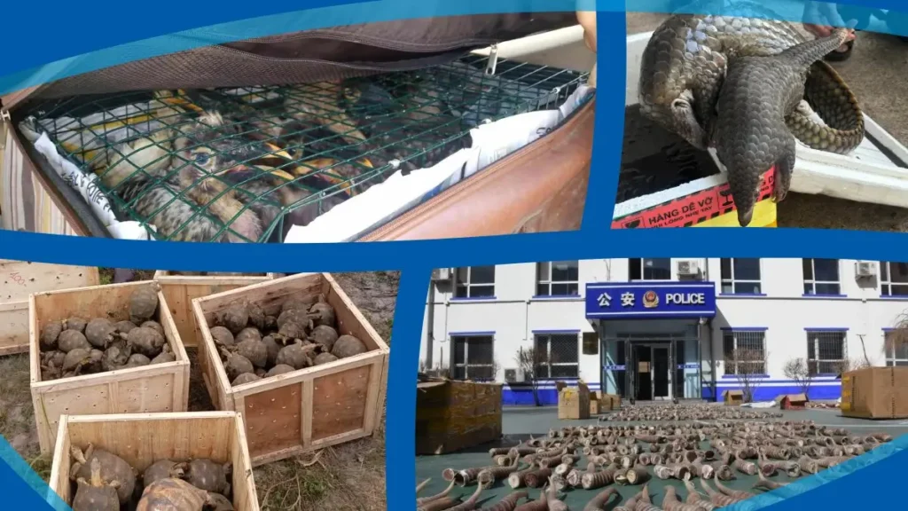 Temuan satwa liar termasuk burung, reptil, primata, dan barang ilegal yang disita Interpol dalam Operasi Thunder 2025. (x.com/WCO_OMD)