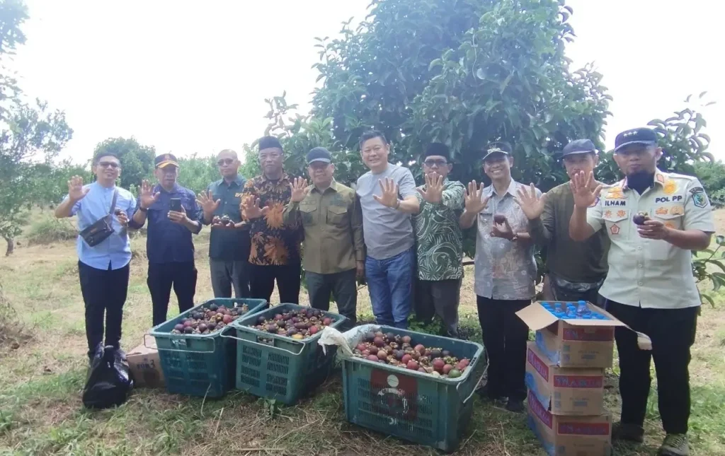 Bupati Sambas Satono menghadiri panen manggis perdana di Desa Segarau Kecamatan Tebas Sambas. (Dok. Sambas.go.id)