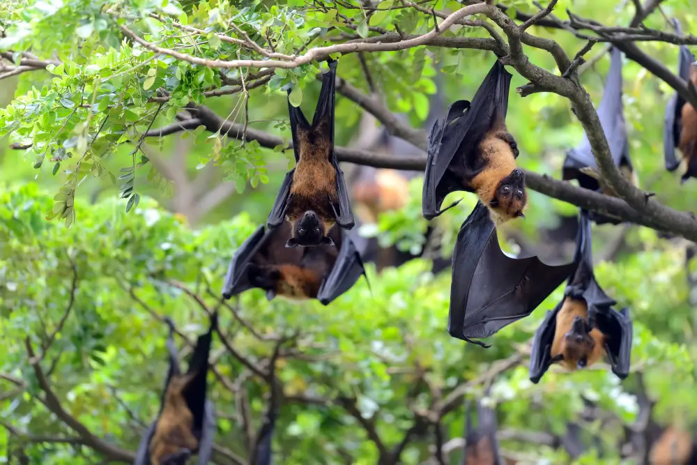 Kelelawar buah sebagai inang alami dan penyebar virus Nipah