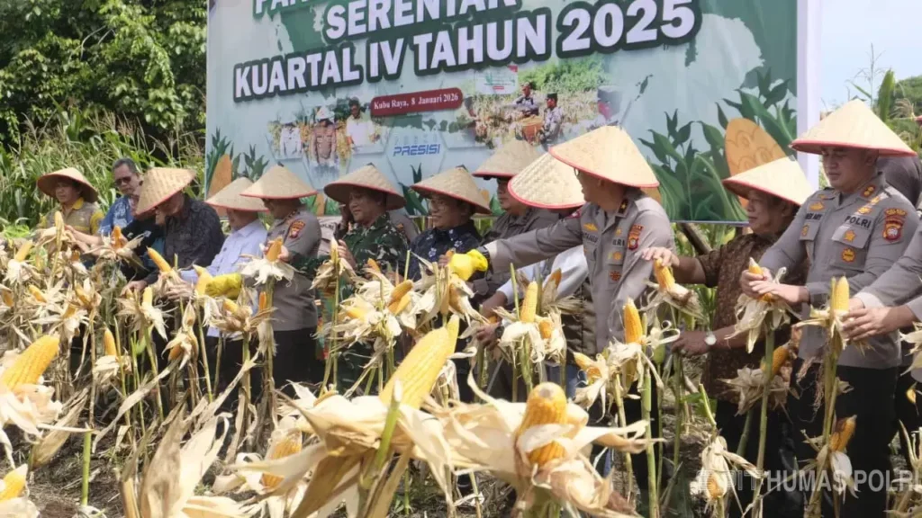Polda Kalbar bersama petani melakukan panen jagung serentak di Bengkayang yang memecahkan dua rekor MURI. (Dok. Polda Kalbar)