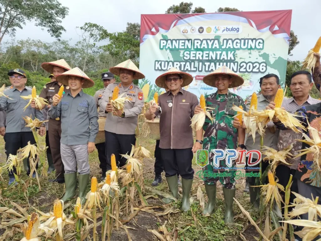 Wakil Bupati Sambas Heroaldi Djuhardi Alwi memimpin panen raya jagung di Desa Sebayan, perkuat ketahanan pangan.(PPID Sambas)