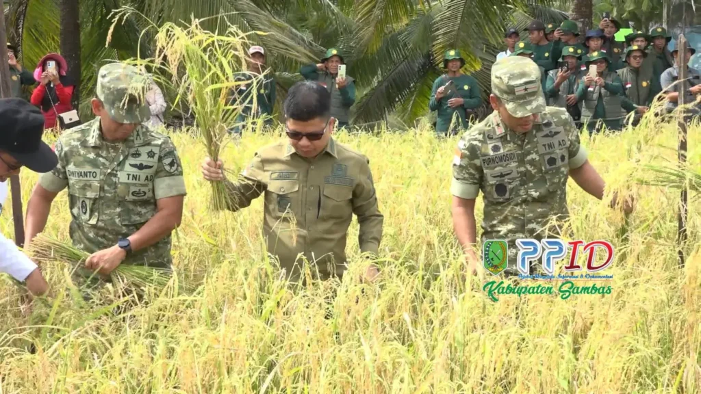 Bupati Satono memimpin panen raya di Desa Parit Baru, Sambas. (dok. PPID Sambas)