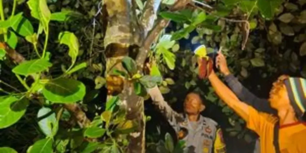 Petugas Polsek Parindu melakukan olah TKP di lokasi penemuan pria meninggal dunia di kebun Desa Hibun, Sanggau.