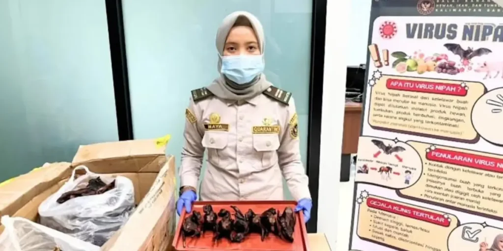 Petugas Karantina Kalimantan Barat mengamankan daging kelelawar di PLBN Aruk.