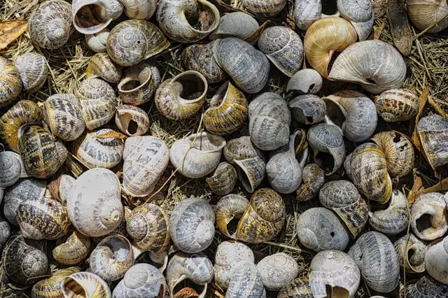 Ilustrasi - Kasus sabu dalam cangkang keong terungkap di Lembang.