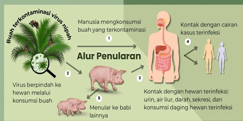 Ilustrasi - Kementerian Kesehatan RI menyampaikan peningkatan kewaspadaan nasional terhadap potensi penyebaran Virus Nipah.