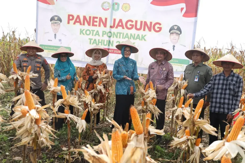 Hasil panen perdana jagung hibrida di kawasan Pontianak Utara.