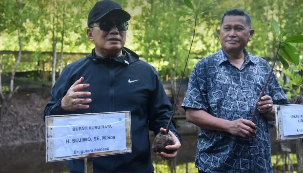 Bupati Kubu Raya Sujiwo menanam mangrove di pesisir Desa Kubu dalam kegiatan Hari Kebangkitan Nasional.