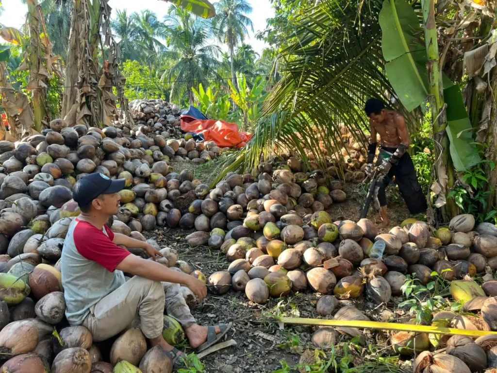 Petani kelapa di Desa Sungai Kupah, Kecamatan Sungai Kakap, Kubu Raya, menunjukkan hasil panen kelapa di kebun.