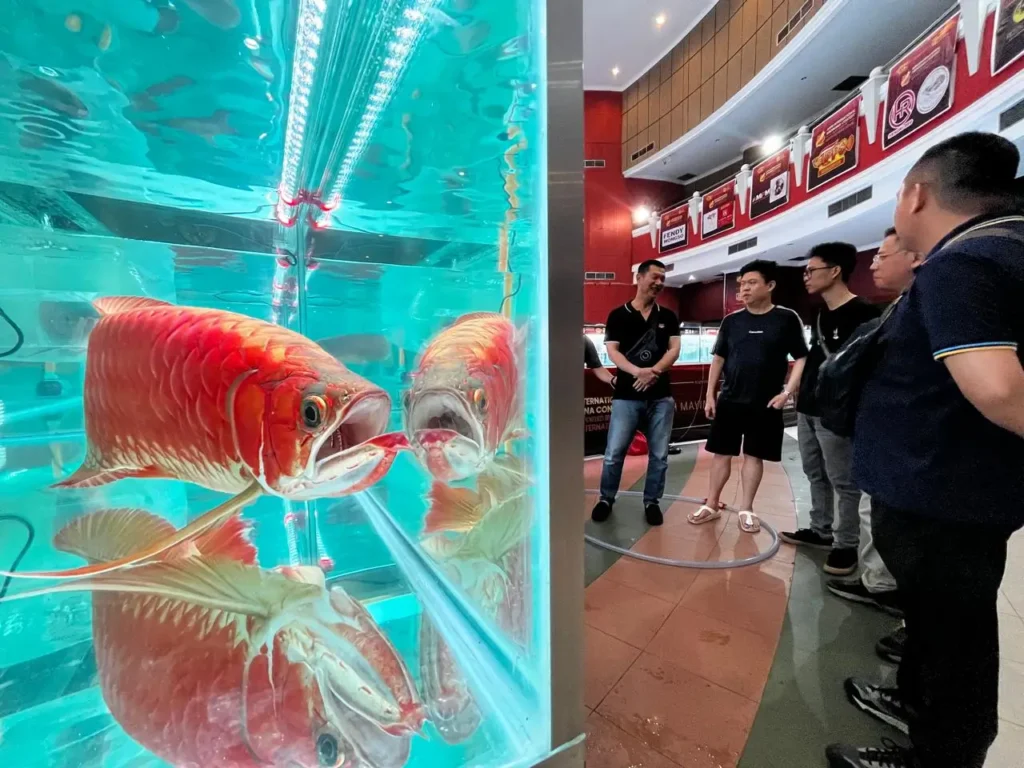 Ratusan ikan arwana terbaik dunia dipamerkan dalam Kontes Arwana Internasional di Pontianak Convention Centre (PCC) Kota Pontianak.