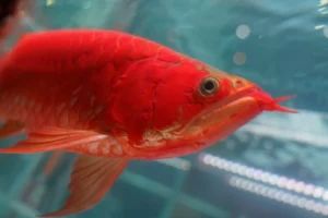 arwana super red