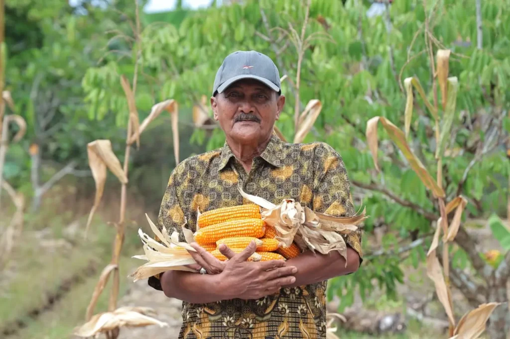 Ketua Kelompok Tani Flora Sumber Lestari, Abdul Hamid menunjukkan hasil panen jagungnya.