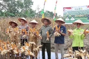Wali Kota Pontianak Edi Rusdi Kamtono menunjukkan hasil panen jagung.
