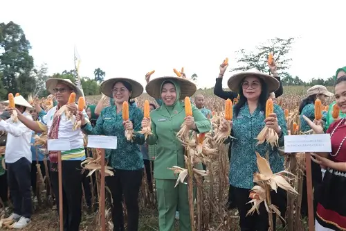 Donata Dirasig saat menghadiri panen raya jagung Program PKK Bengkayang di Kecamatan Sanggau Ledo.