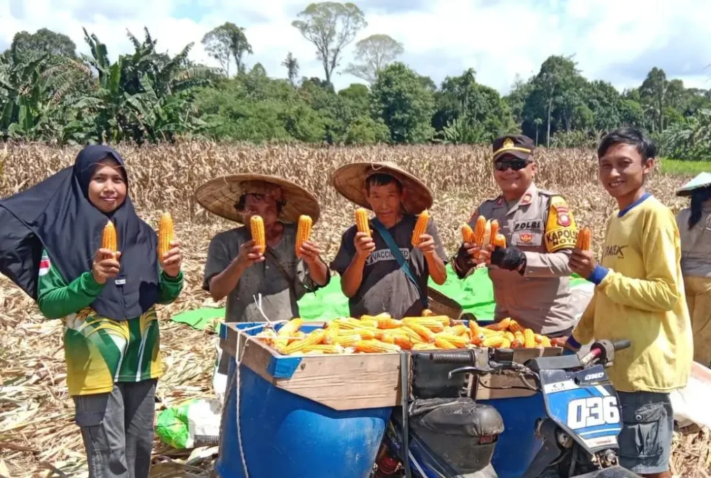 Kapolsek Noyan bersama petani saat panen jagung hibrida di wilayah perbatasan Kecamatan Noyan, Kabupaten Sanggau.