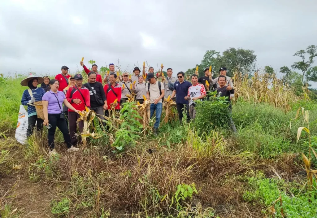 Panen jagung hibrida oleh BUMDes Desa Sosok di Kecamatan Tayan Hulu, Kabupaten Sanggau dengan hasil produktivitas tinggi.