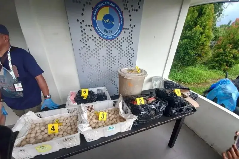 Barang bukti 2.253 butir telur penyu ilegal yang disita aparat Malaysia dalam operasi di Sarawak dari WNI asal Sambas, Kalimantan Barat.