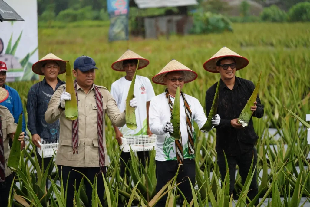 Wali Kota Pontianak Edi Rusdi Kamtono dan Wakil Menteri Pertanian RI Sudaryono memanen lidah buaya di kawasan sentra hortikultura, Pontianak Utara, Minggu (28/6/2026).