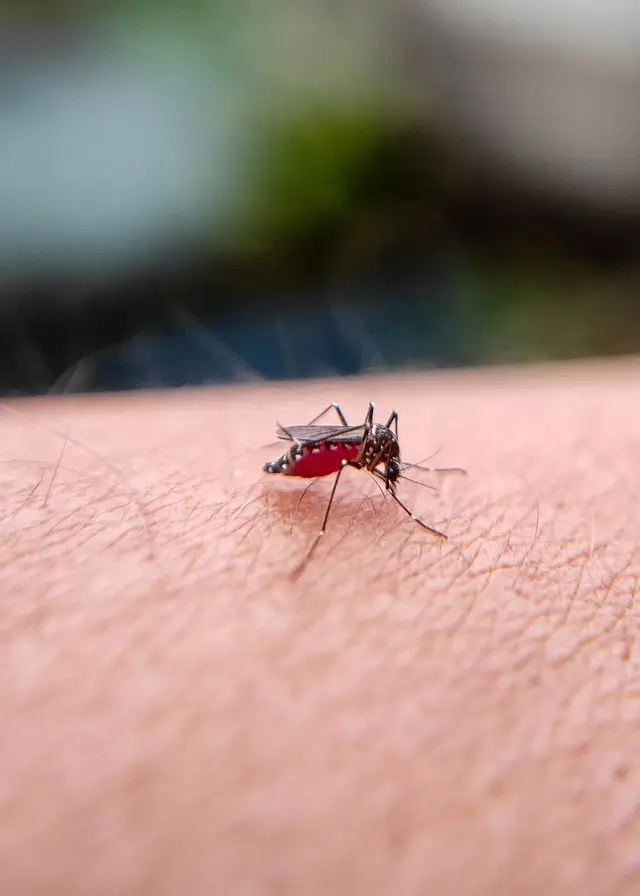 Nyamuk Aedes aegypti penyebab penyakit dengue atau demam berdarah dengue (DBD).