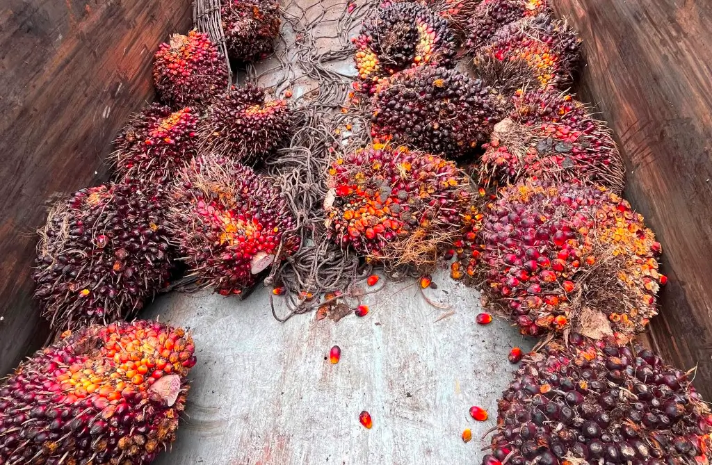 Seorang sopir dump truck ditangkap polisi terkait dugaan penggelapan tandan buah segar (TBS) kelapa sawit milik perusahaan di Kecamatan Sekayam, Kabupaten Sanggau.