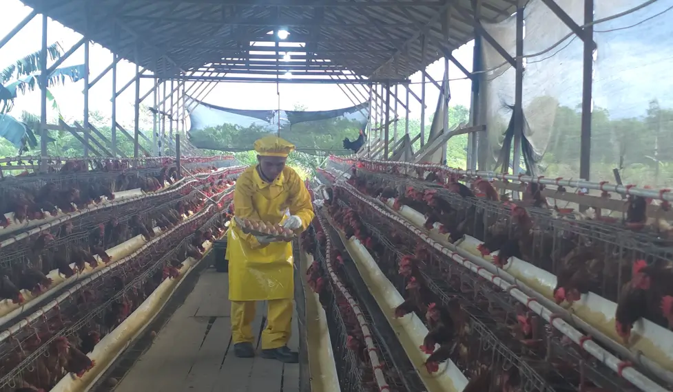 PT AMNL bersama KUB Siantau Raya perkuat komitmen melalui program Pertanian Ekologi Terpadu (PET) peternakan ayam petelur.