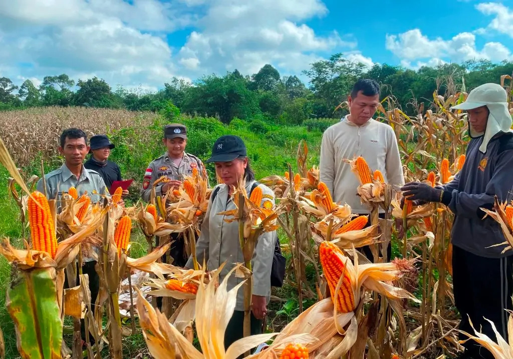 Personel Polsek Entikong bersama penyuluh pertanian dan kelompok tani melakukan panen jagung hibrida di lahan demplot Desa Entikong, Kabupaten Sanggau, dengan produktivitas mencapai 13,36 ton per hektare.