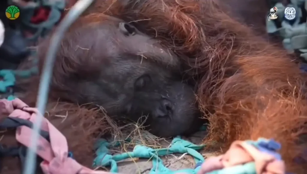 Orangutan jantan Sampurna ditemukan lemas di kebun sawit warga Ketapang akibat diduga terdampak asap karhutla. (Foto: instagram.com/ketapangterkini)