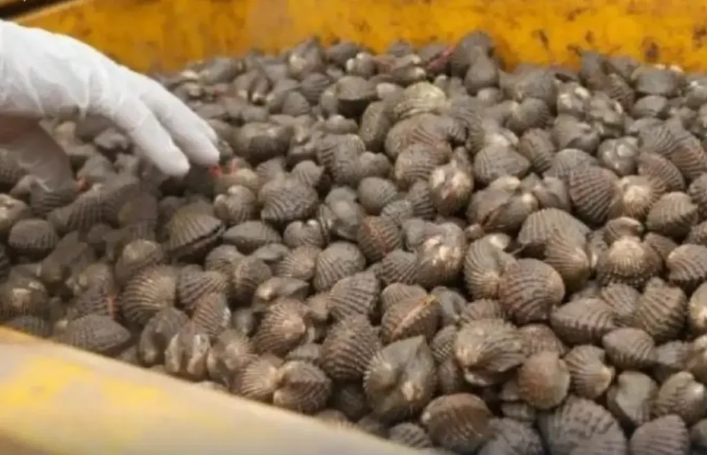 Hasil laut seperti udang, kepiting, ikan, cumi-cumi, dan kerang yang diekspor dari Jagoi Babang, Kabupaten Bengkayang, ke Malaysia. (Foto: Bea Cukai)