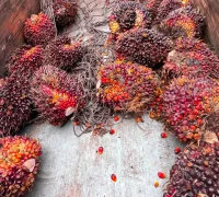 Seorang sopir dump truck ditangkap polisi terkait dugaan penggelapan tandan buah segar (TBS) kelapa sawit milik perusahaan di Kecamatan Sekayam, Kabupaten Sanggau.