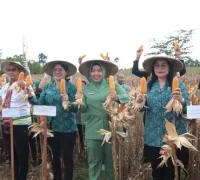 Donata Dirasig saat menghadiri panen raya jagung Program PKK Bengkayang di Kecamatan Sanggau Ledo.
