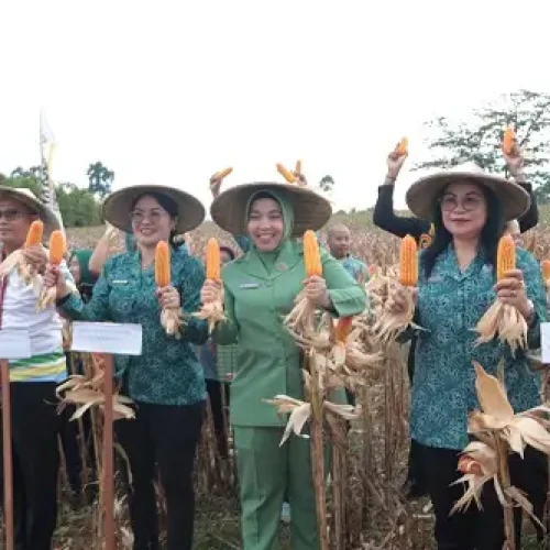 Donata Dirasig saat menghadiri panen raya jagung Program PKK Bengkayang di Kecamatan Sanggau Ledo.
