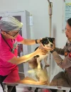Klinik Hewan Pemprov Kalbar menyediakan layanan rawat inap untuk anjing dan kucing serta memperpanjang jam pelayanan. (Foto: polise.kalbarprov)