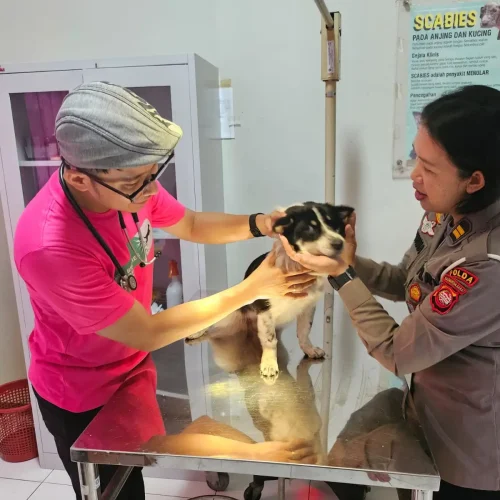 Klinik Hewan Pemprov Kalbar menyediakan layanan rawat inap untuk anjing dan kucing serta memperpanjang jam pelayanan. (Foto: polise.kalbarprov)