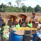 Kapolsek Noyan bersama petani saat panen jagung hibrida di wilayah perbatasan Kecamatan Noyan, Kabupaten Sanggau.