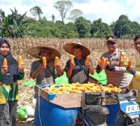 Kapolsek Noyan bersama petani saat panen jagung hibrida di wilayah perbatasan Kecamatan Noyan, Kabupaten Sanggau.