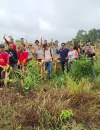 Panen jagung hibrida oleh BUMDes Desa Sosok di Kecamatan Tayan Hulu, Kabupaten Sanggau dengan hasil produktivitas tinggi.