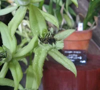 Anggrek Hitam, puspa langka khas Kalimantan Barat, menjadi simbol keindahan sekaligus pengingat pentingnya menjaga kekayaan hayati nusantara. (KENPEI's photo)