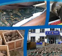 Temuan satwa liar termasuk burung, reptil, primata, dan barang ilegal yang disita Interpol dalam Operasi Thunder 2025. (x.com/WCO_OMD)