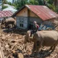 Empat gajah jinak membantu membersihkan kayu dan material berat pascabanjir di Pidie Jaya. (x.com/Aceh)