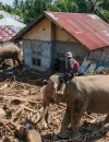 Empat gajah jinak membantu membersihkan kayu dan material berat pascabanjir di Pidie Jaya. (x.com/Aceh)