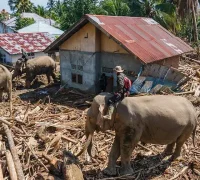 Empat gajah jinak membantu membersihkan kayu dan material berat pascabanjir di Pidie Jaya. (x.com/Aceh)